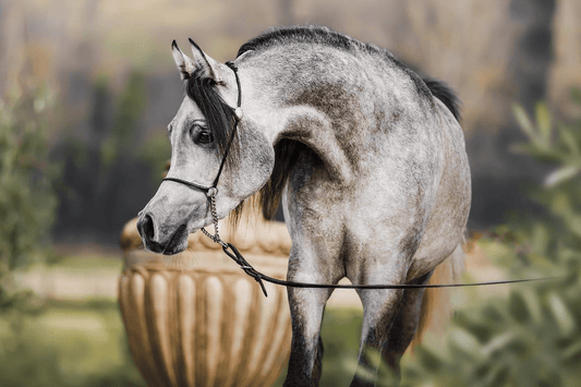 Alexandr Mashayeh | 🔛%👤 - EBT Shop