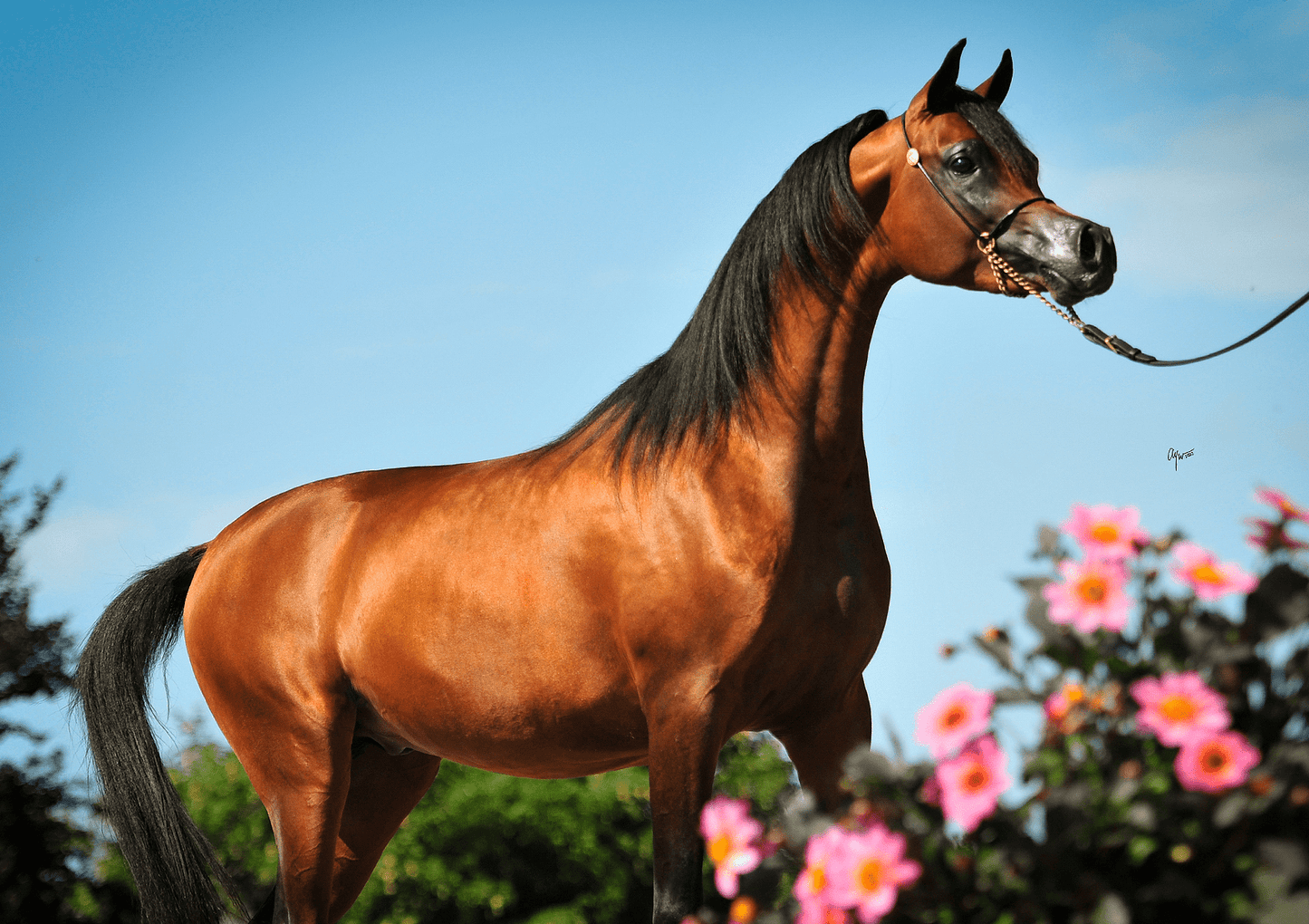 Cyros OS Breeding Right | 🔛%👤 - Boutique EBT