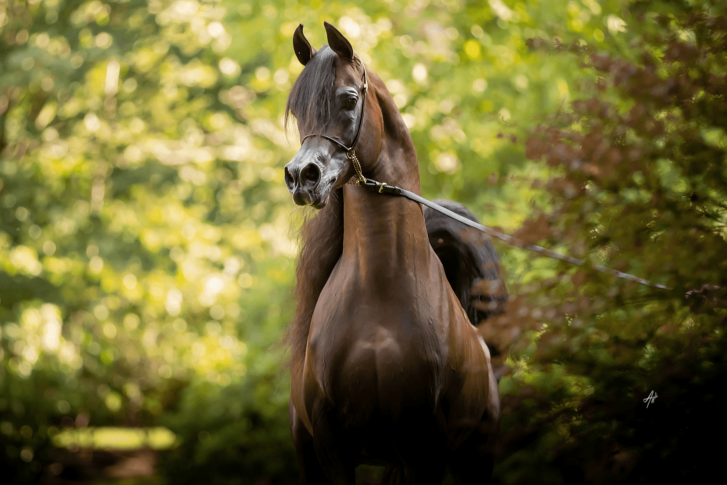 Emerald J Breeding Right | 🔛%👤 - EBT Shop