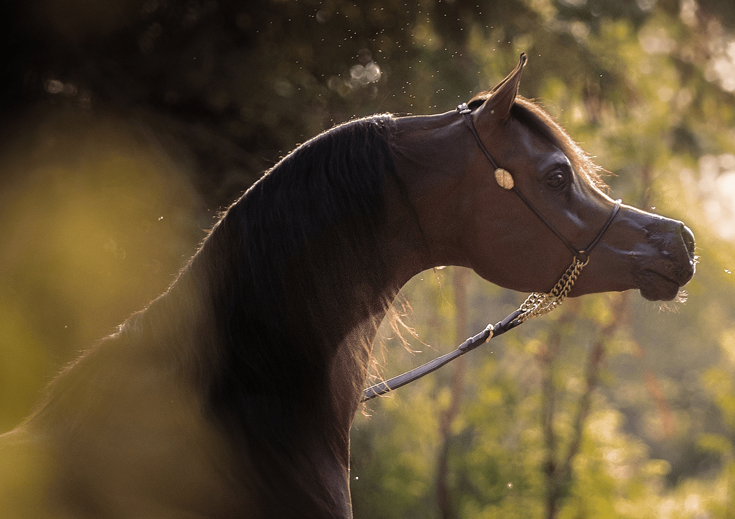 LR Anselmo Breeding Right | 🔛%👤 - EBT Shop