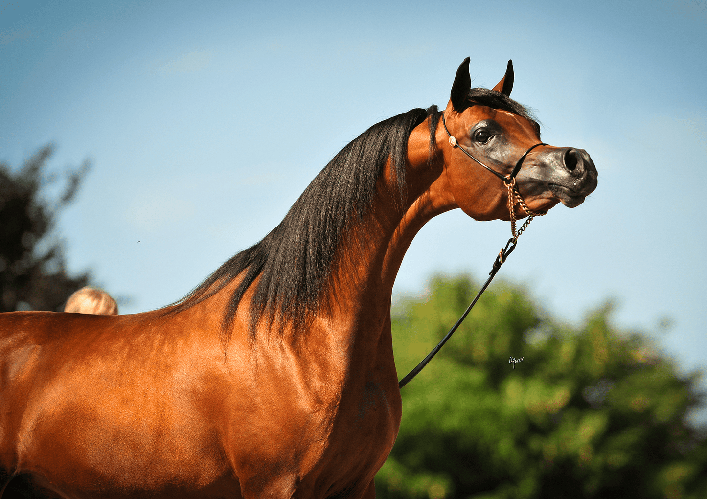 Cyros OS Breeding Right | 🔛%👤 - EBT Shop