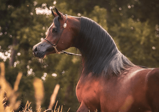 Exagon OS | 🔛%👤 - EBT Shop