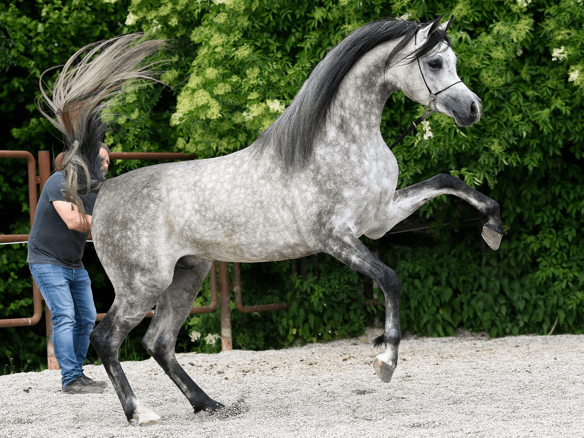 Rocca El Eifell | 🔛%👤 - EBT Shop