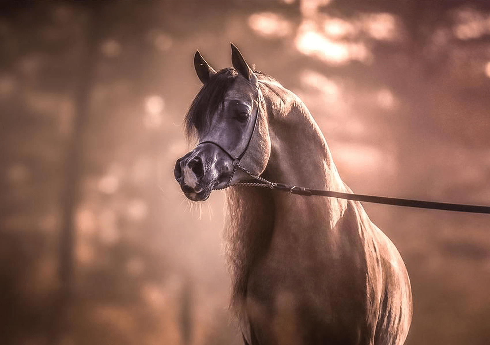 LR Solo Mio Breeding Right | 🔛%👤 - EBT Shop