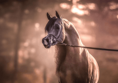 LR Solo Mio Breeding Right | 🔛%👤 - EBT Shop