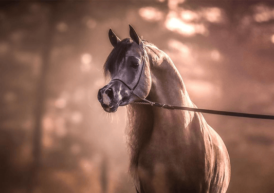 LR Solo Mio Breeding Right | 🔛%👤 - EBT Shop