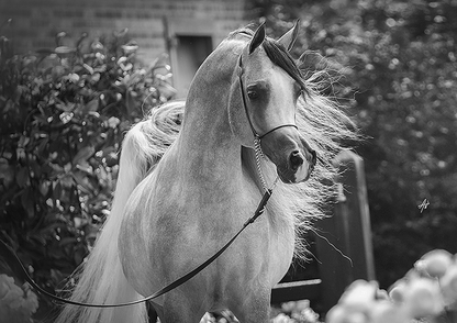 LR Solo Mio Breeding Right | 🔛%👤 - EBT Shop