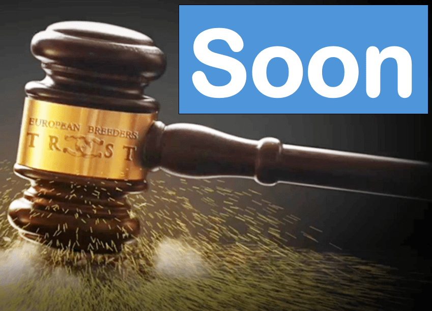 LR Solo Mio Breeding Right | 🔛%👤 - EBT Shop