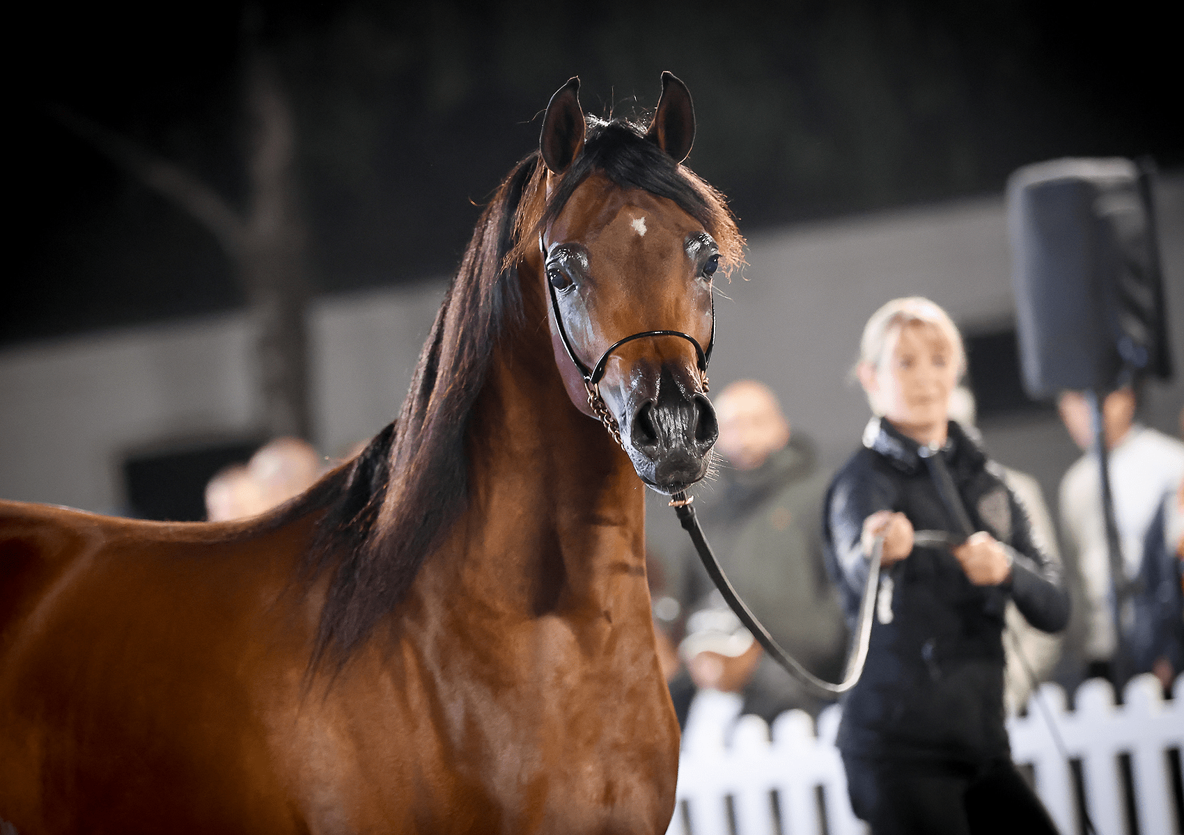 Cyros OS Breeding Right | 🔛%👤 - EBT Shop