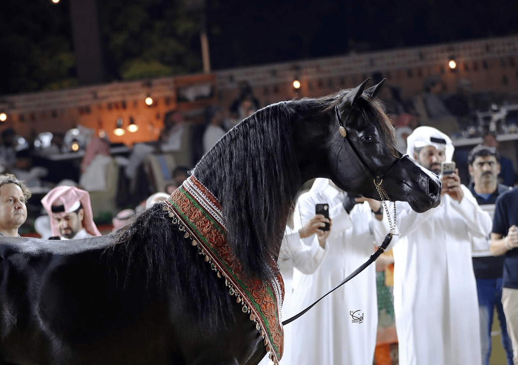 D Hayel Breeding Right | 🔛%👤 - EBT Shop