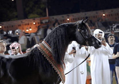 D Hayel Breeding Right | 🔛%👤 - EBT Shop