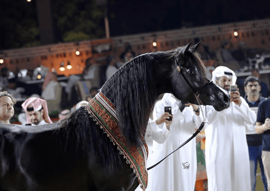 D Hayel Breeding Right | 🔛%👤 - EBT Shop