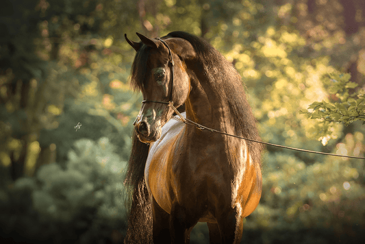 Emerald J Breeding Right | 🔛%👤 - EBT Shop