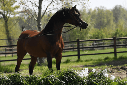 Marajj Breeding Right | 🔛%👤 - EBT Shop