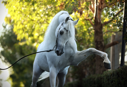 Shams Al Din AA Breeding Right | 🔛%👤 - EBT Shop