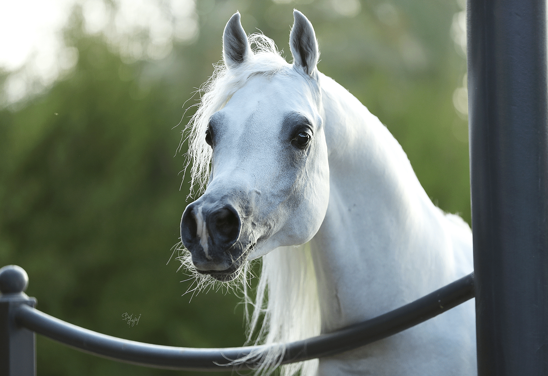 Shams Al Din AA Breeding Right | 🔛%👤 - EBT Shop