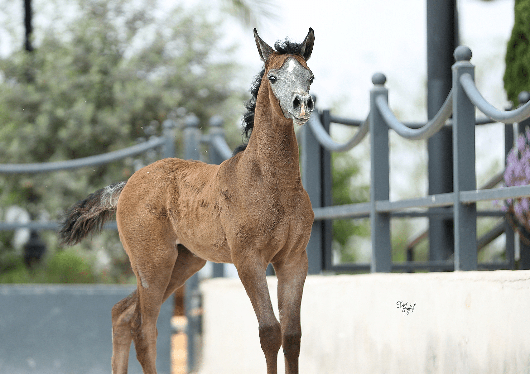 Shams Al Din AA Breeding Right | 🔛%👤 - EBT Shop