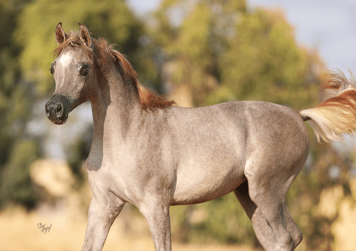Shams Al Din AA Breeding Right | 🔛%👤 - EBT Shop
