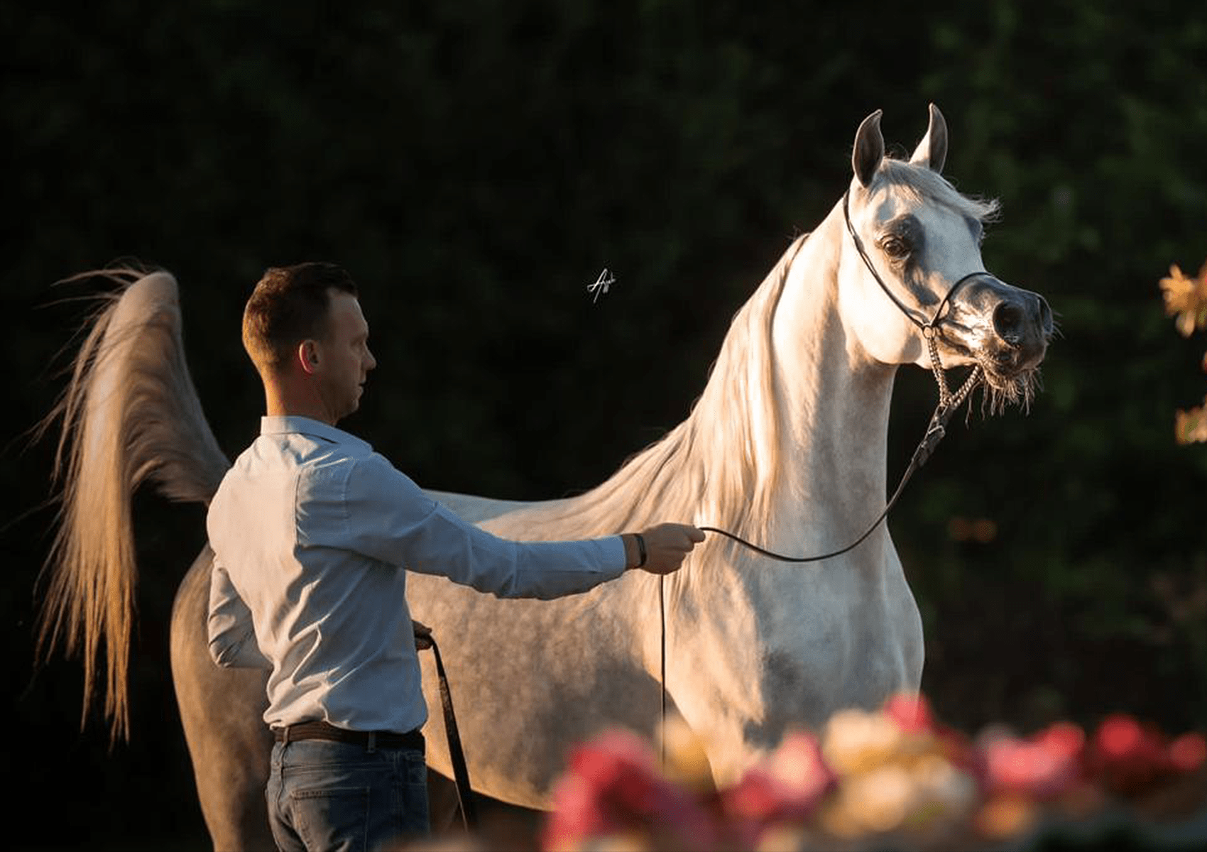 Shams Al Din AA Breeding Right | 🔛%👤 - EBT Shop