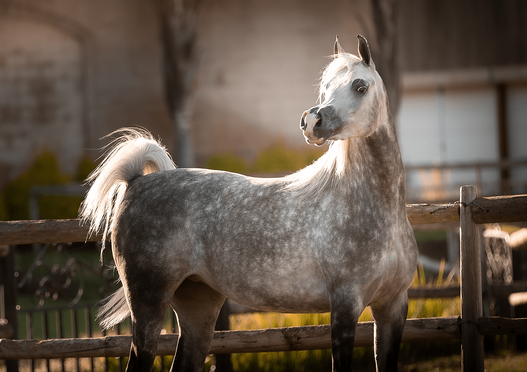 Shams Al Din AA Breeding Right | 🔛%👤 - EBT Shop