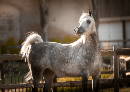 Shams Al Din AA Breeding Right | 🔛%👤 - EBT Shop